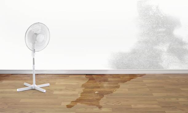 Best Ceiling water damage repair  in Pacific, WA